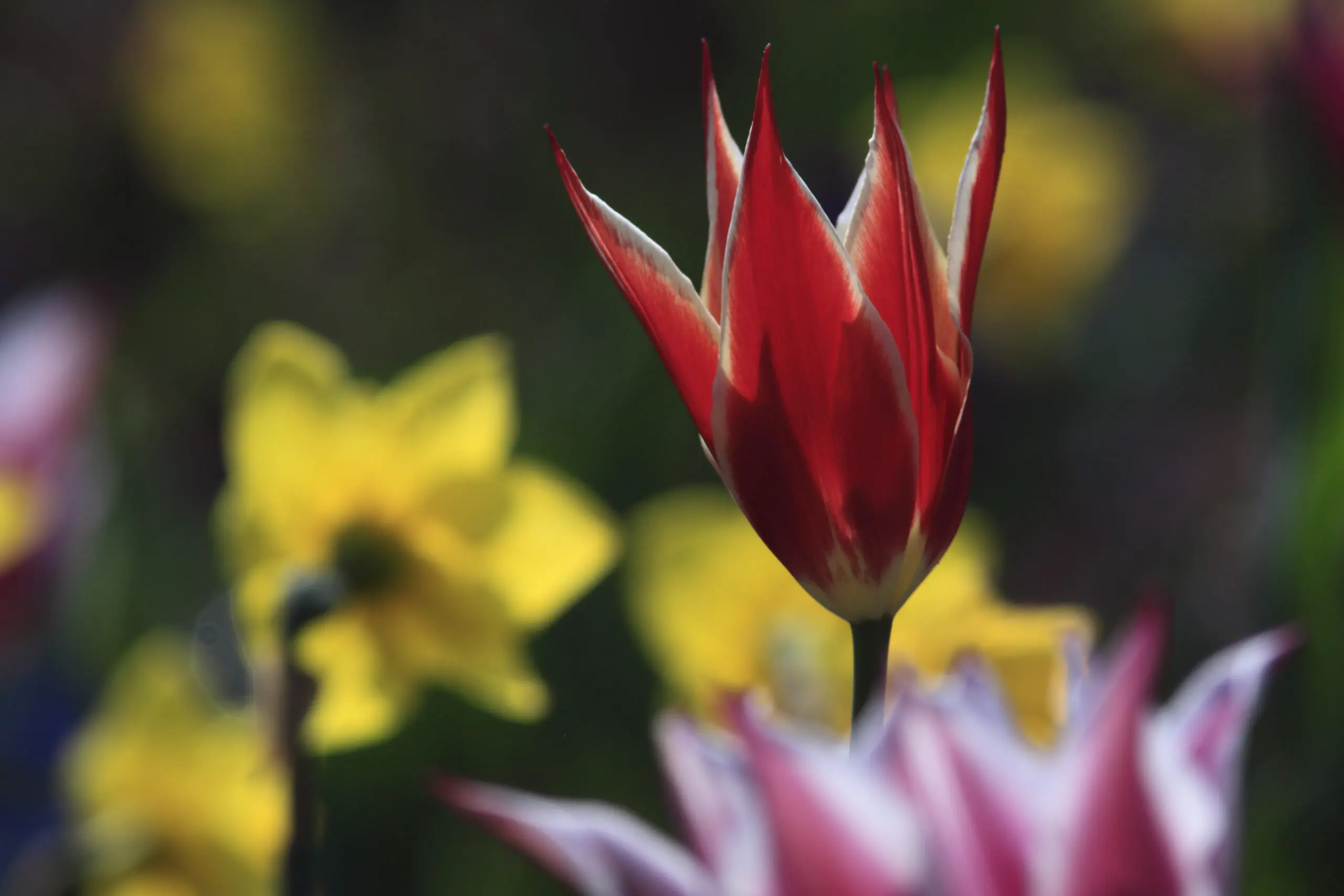 Wandbild (1855) rote Tulpe 2 präsentiert: Natur,Blumen und Blüten