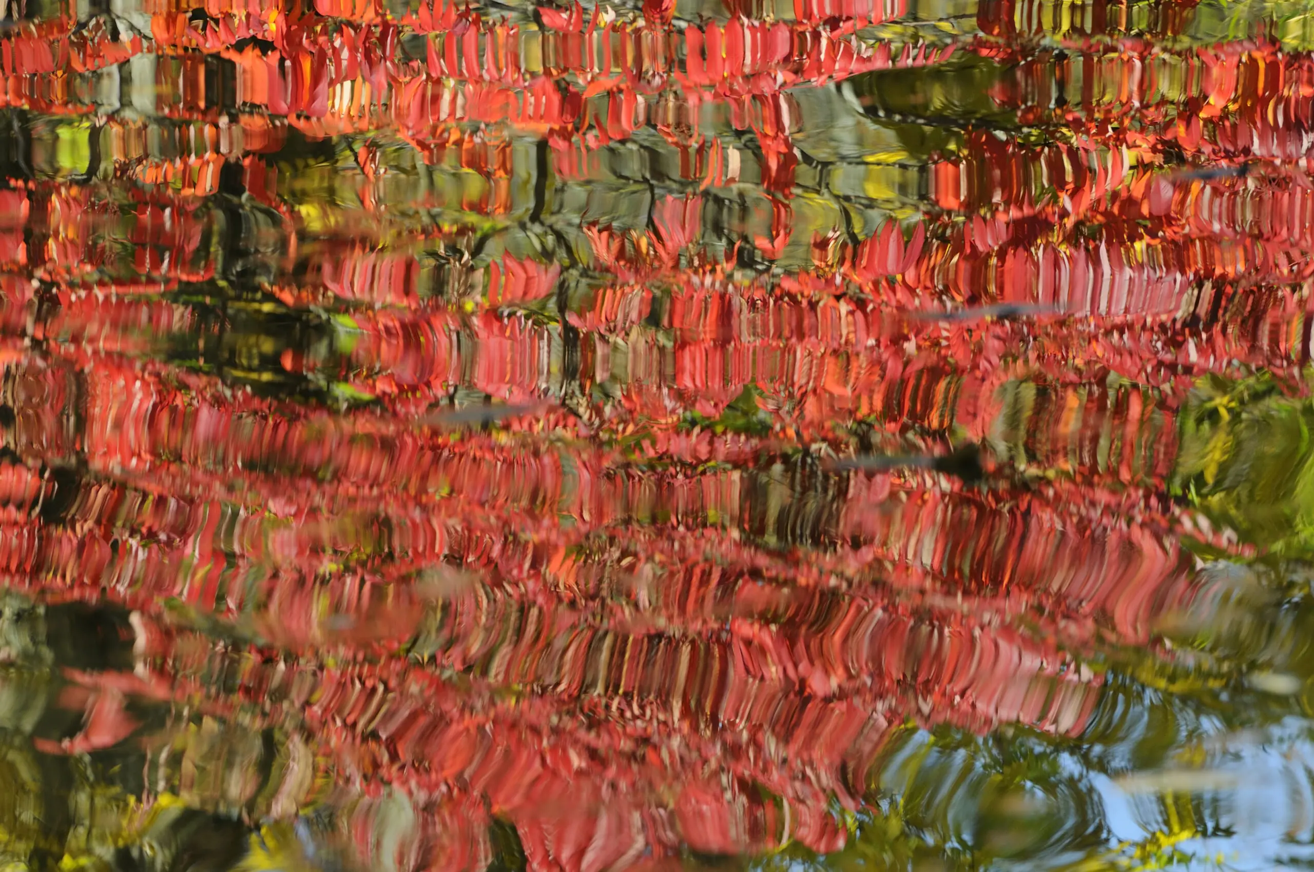 Wandbild (1895) Red Leafs präsentiert: Wasser,Details und Strukturen,Landschaften,Herbst