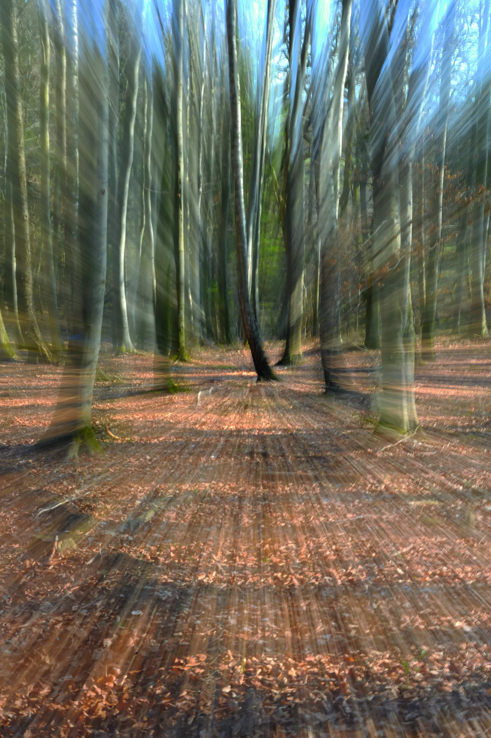 Wandbild (1907) Wood Race präsentiert: Kreatives,Natur,Landschaften,Wälder