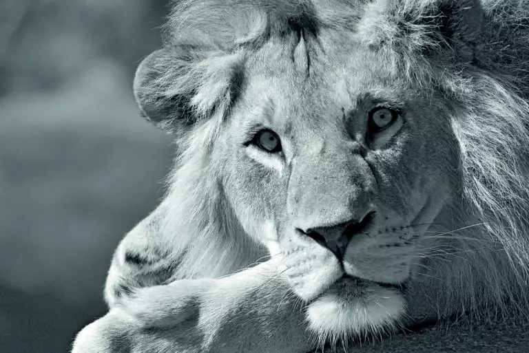  (1914) The Lion`s Eye präsentiert: Aus Afrika, Tiere