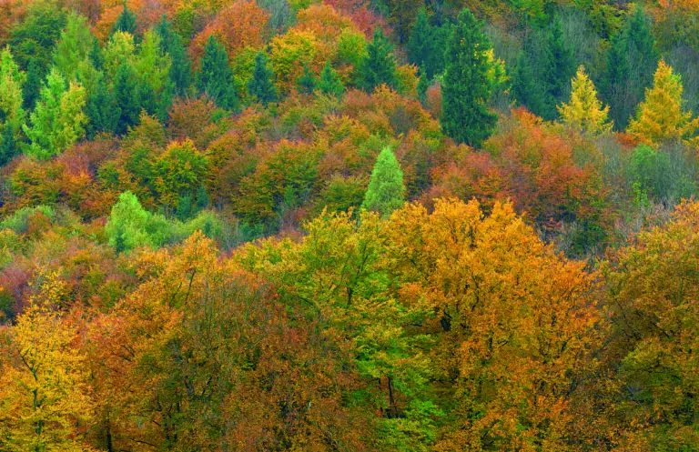 Herbstwald