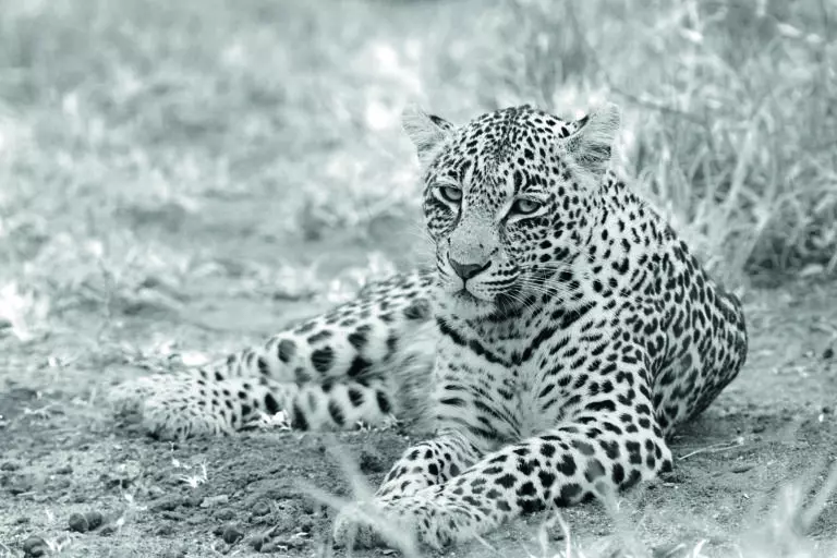 The Leopard Beauty