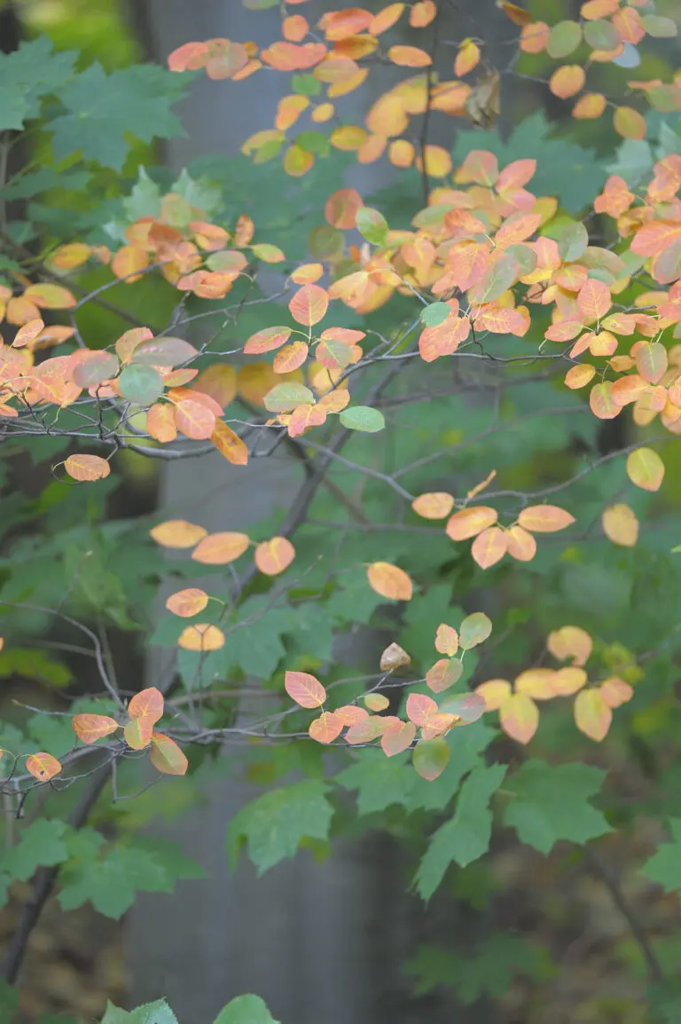 (1955) Decent Autumn colors präsentiert: Blätter, Natur
