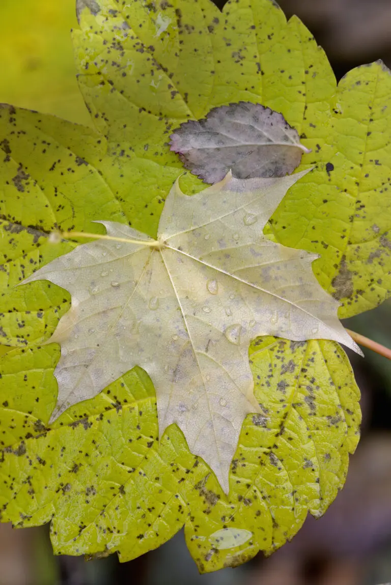  (1956) Stacked Leafs präsentiert: Blätter, Natur