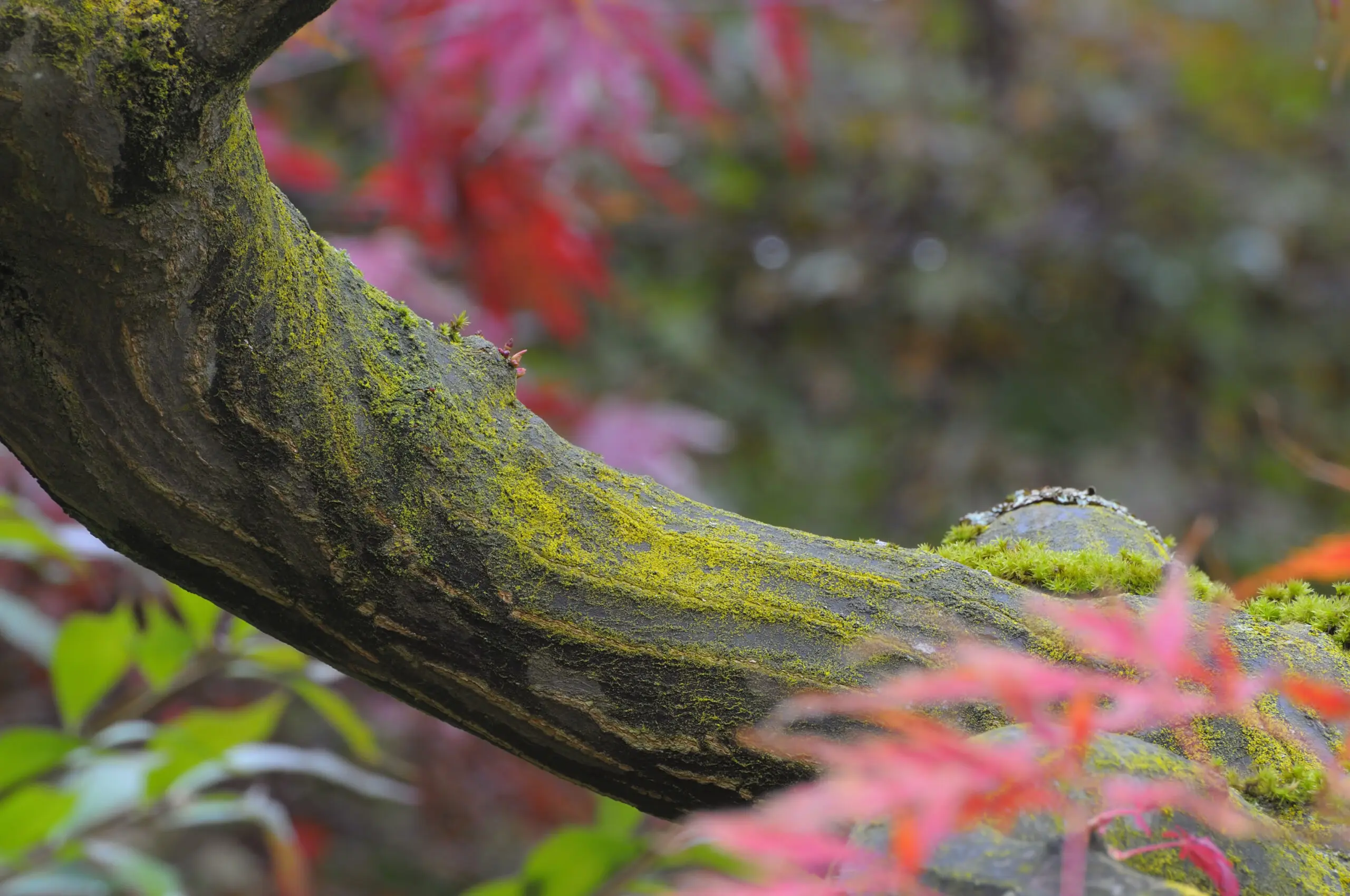 Wandbild (1959) Japanese Autumn präsentiert: Natur,Blätter