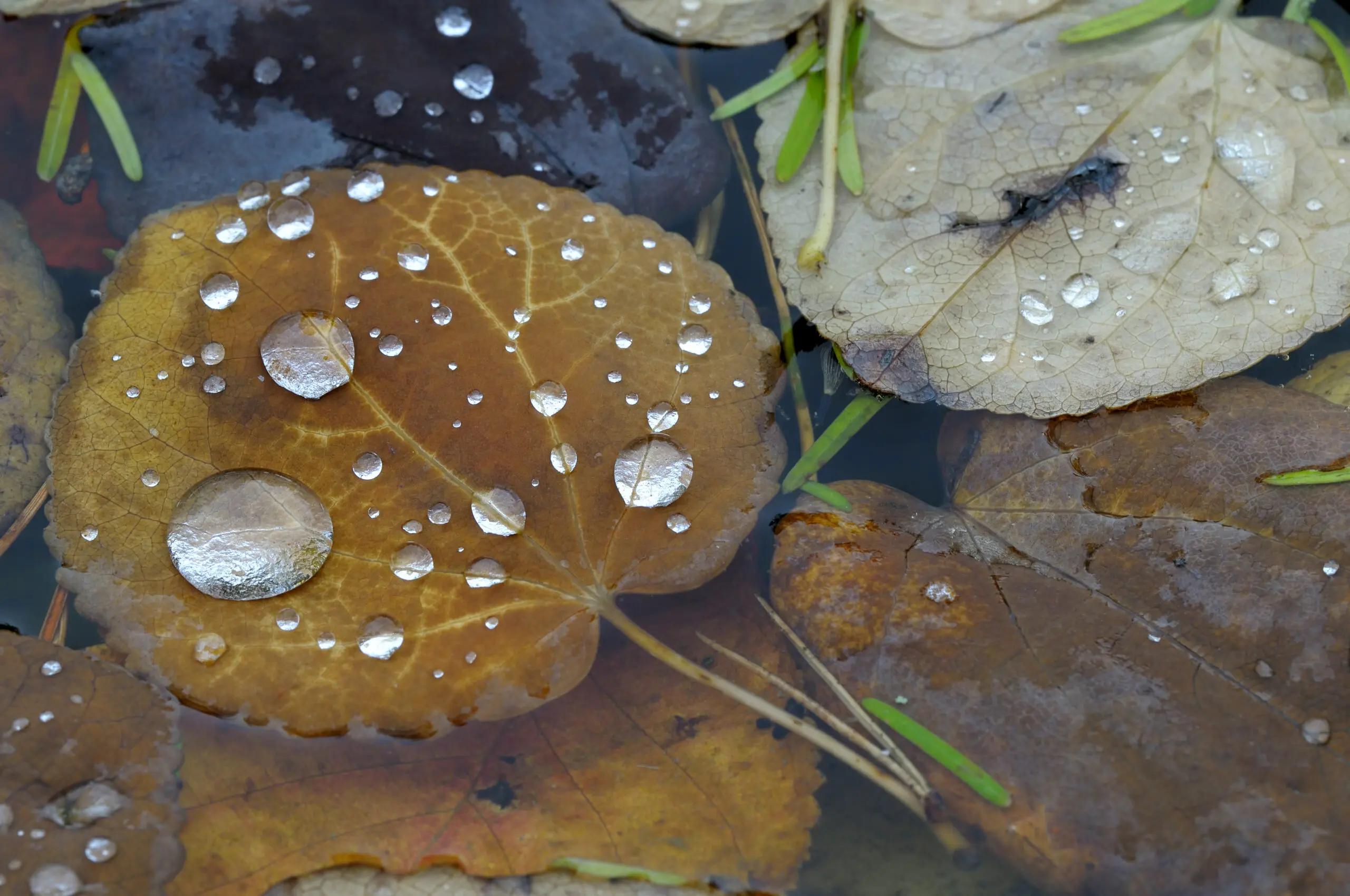 Wandbild (1975) Silver Drop präsentiert: Wasser,Natur,Landschaften,Herbst