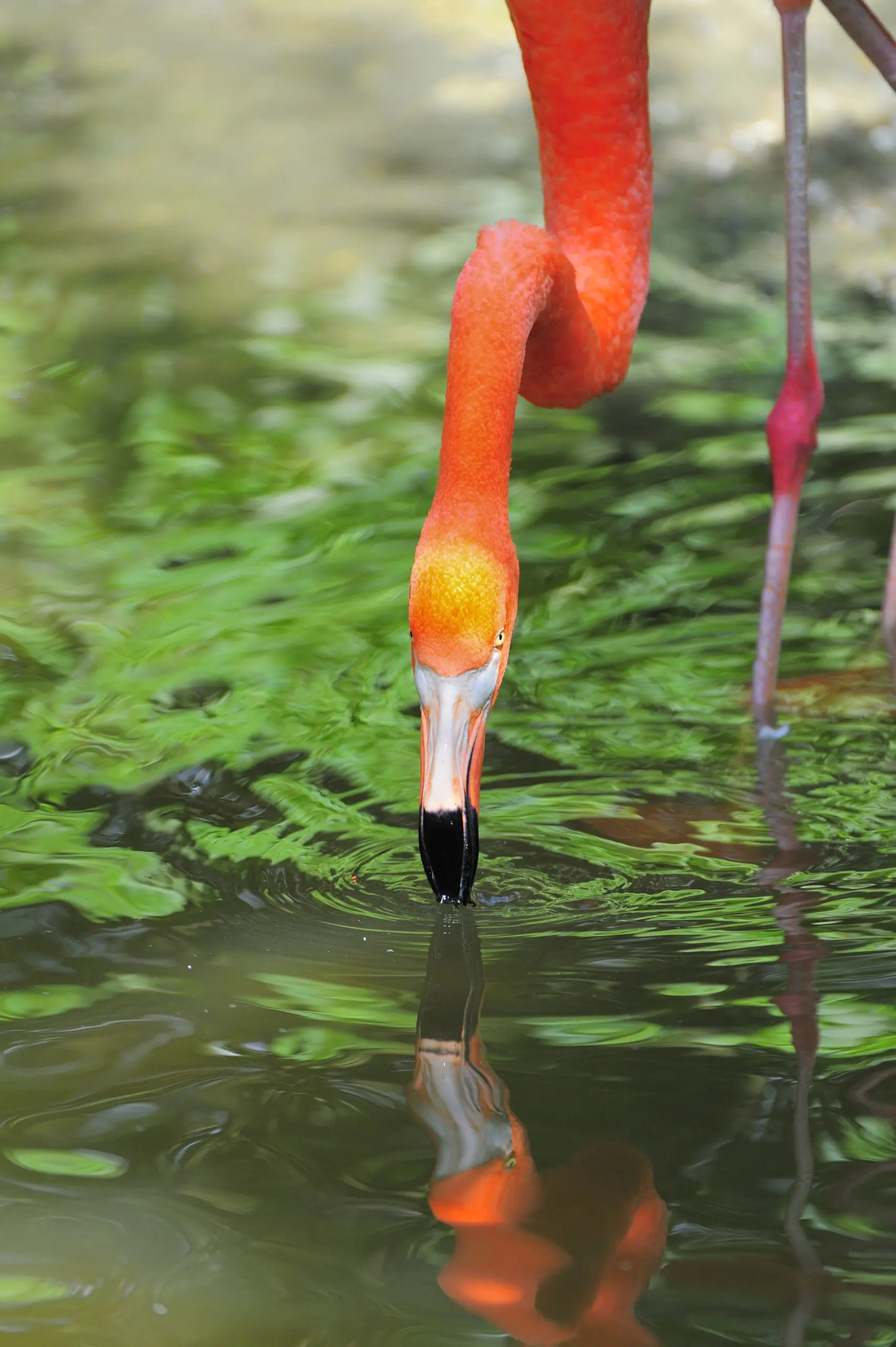 Wandbild (1979) Flamingo Beauty präsentiert: Tiere,Vögel,Detailaufnahmen