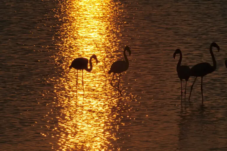 Sunrise Flamingos