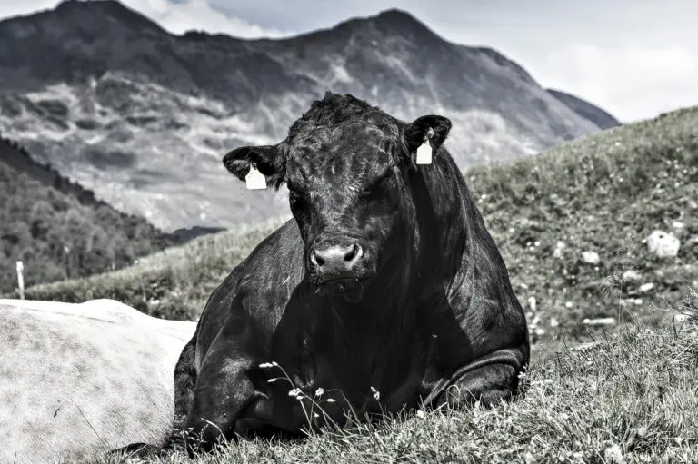 Black Bull