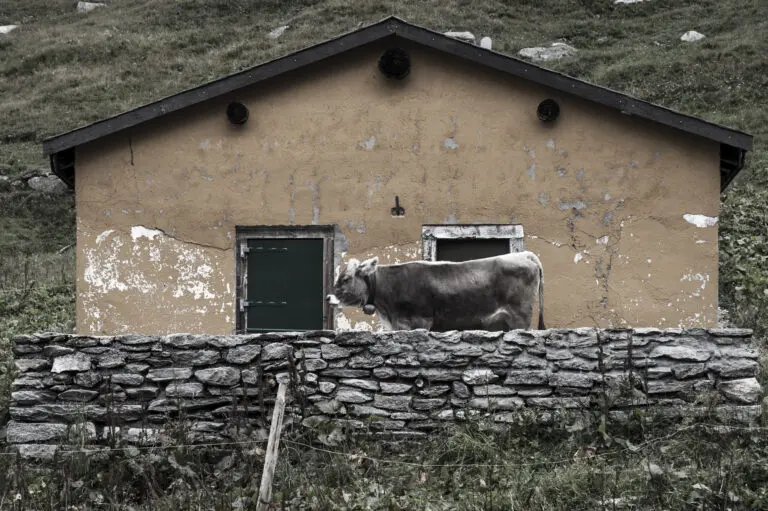 Hauskuh