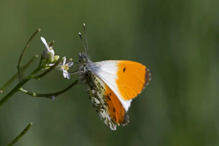  (2011) Aurora 2 präsentiert: Schmetterlinge, Tiere
