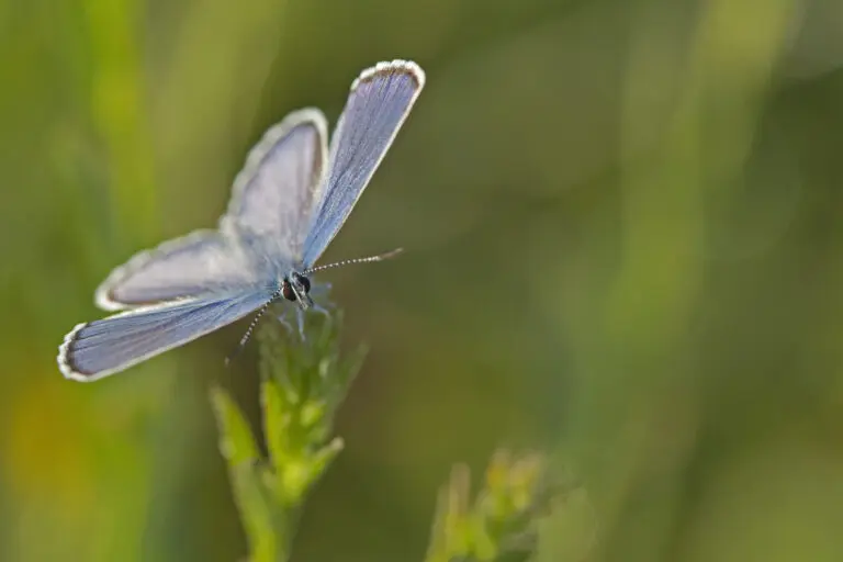  (2019) Bläuling 1 präsentiert: Schmetterlinge, Tiere