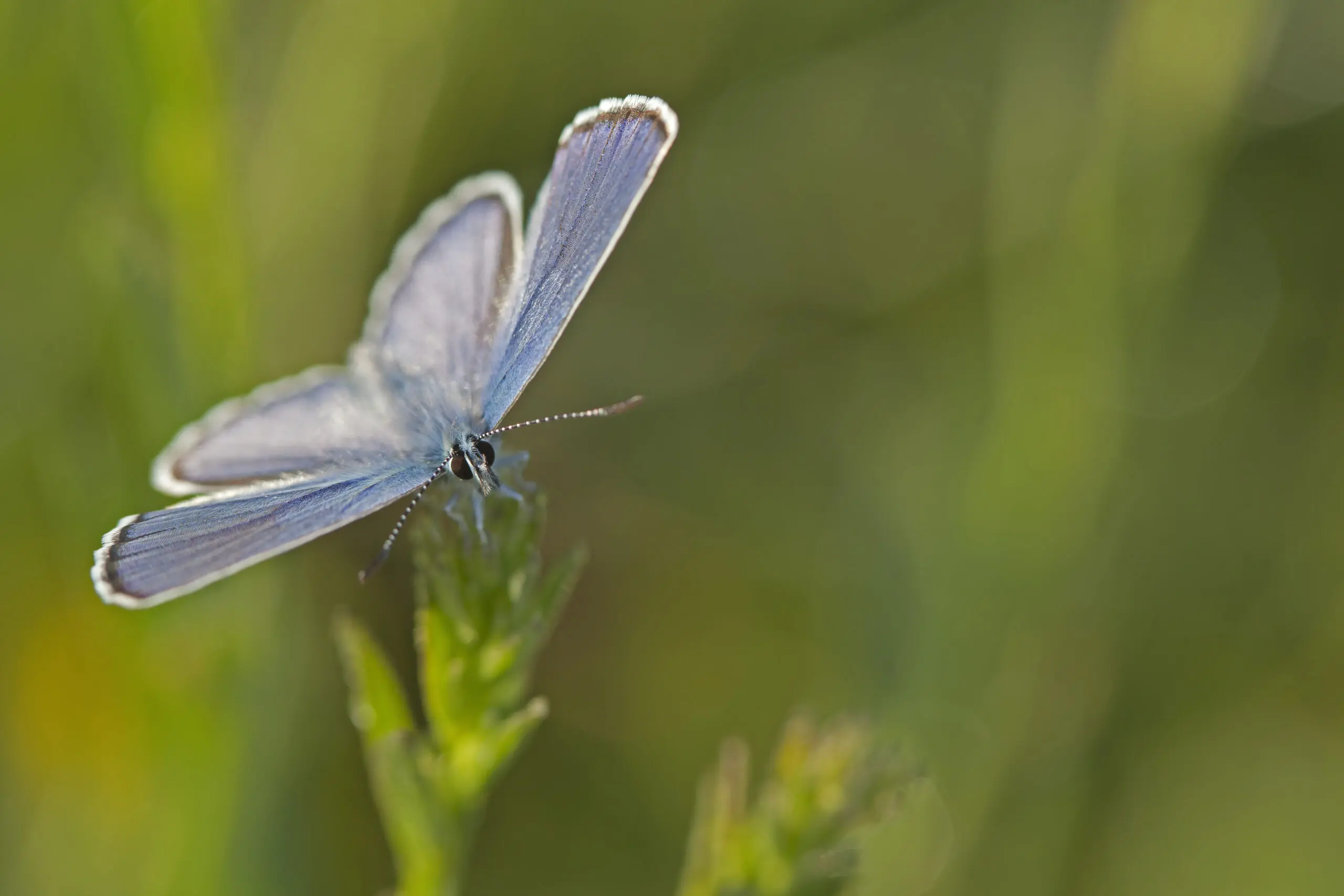 Wandbild (2019) Bläuling 1 präsentiert: Tiere,Schmetterlinge