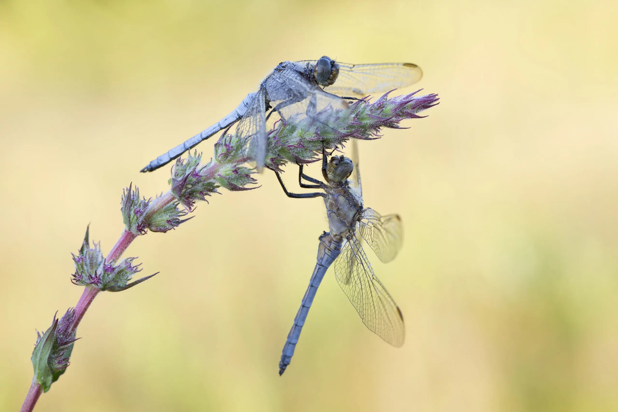 Wandbild (2028) Blaupfeil 1 präsentiert: Tiere,Sonstige Tiere,Insekten,Libellen