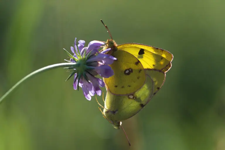  (2009) Goldene Acht präsentiert: Schmetterlinge, Tiere