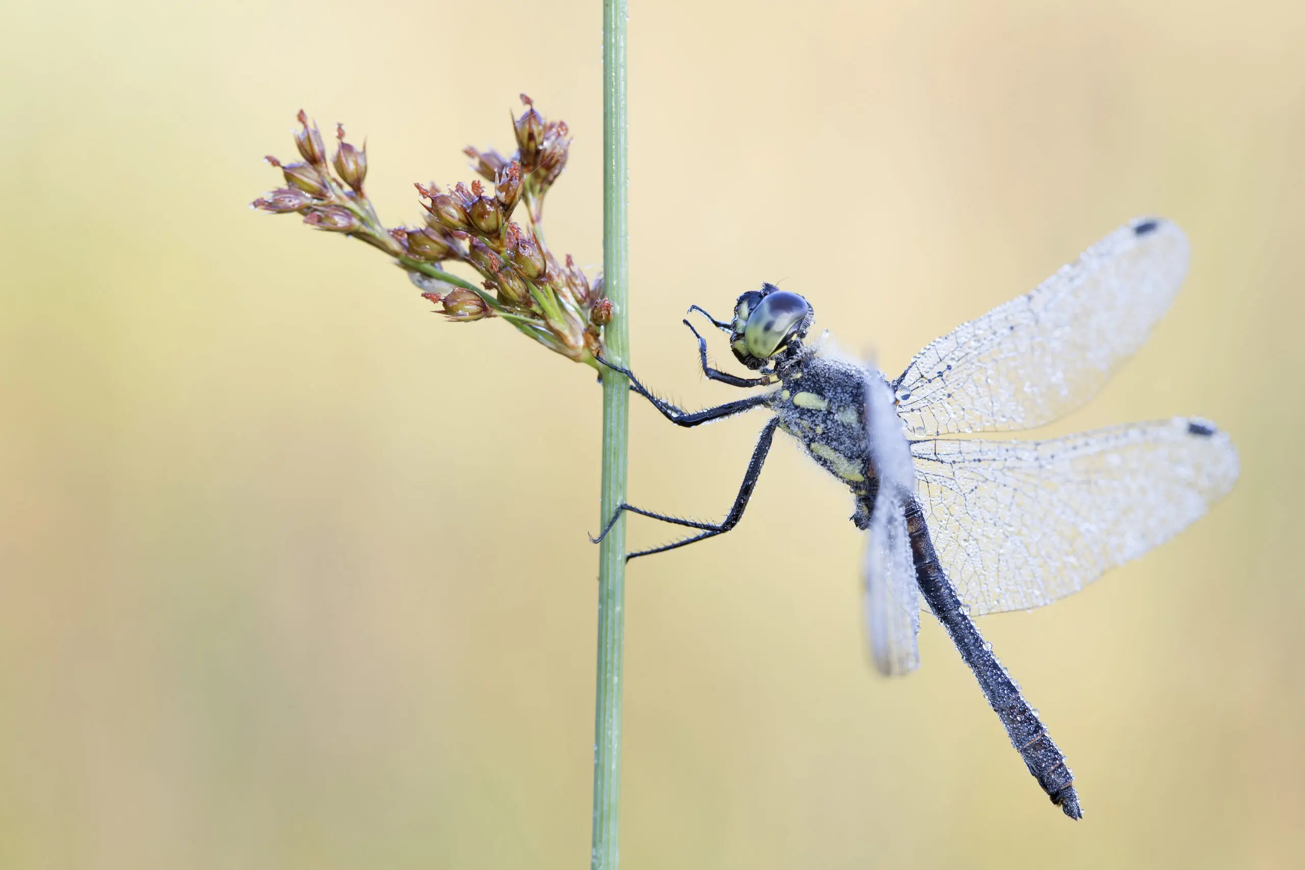 Wandbild (2027) Heidelibelle 1 präsentiert: Tiere,Insekten,Libellen,Sonstige Tiere