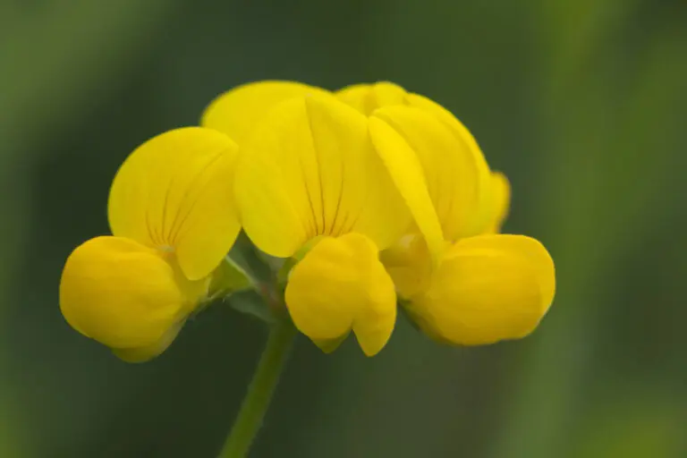  (2032) Hornklee 2 präsentiert: Blumen und Blüten, Natur