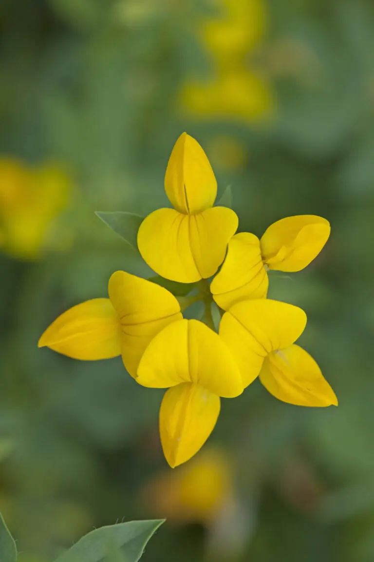  (2031) Hornklee 1 präsentiert: Blumen und Blüten, Natur