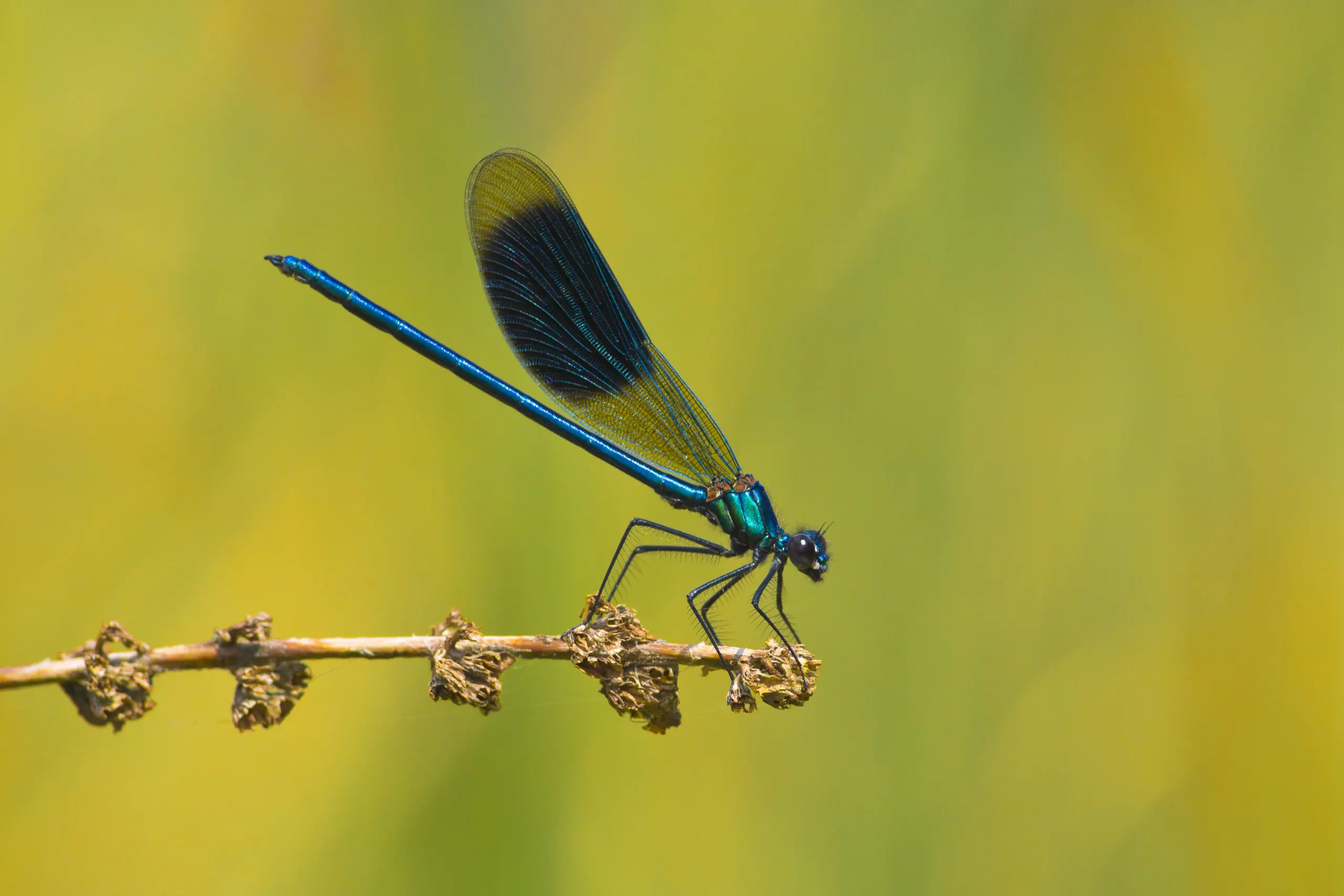 Wandbild (2021) Prachtlibelle 1 präsentiert: Tiere,Insekten,Libellen,Sonstige Tiere