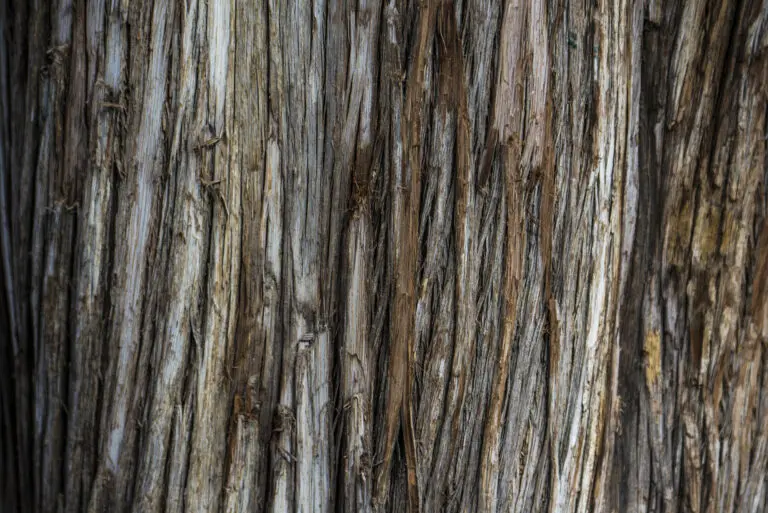  (2065) World of wood präsentiert:  