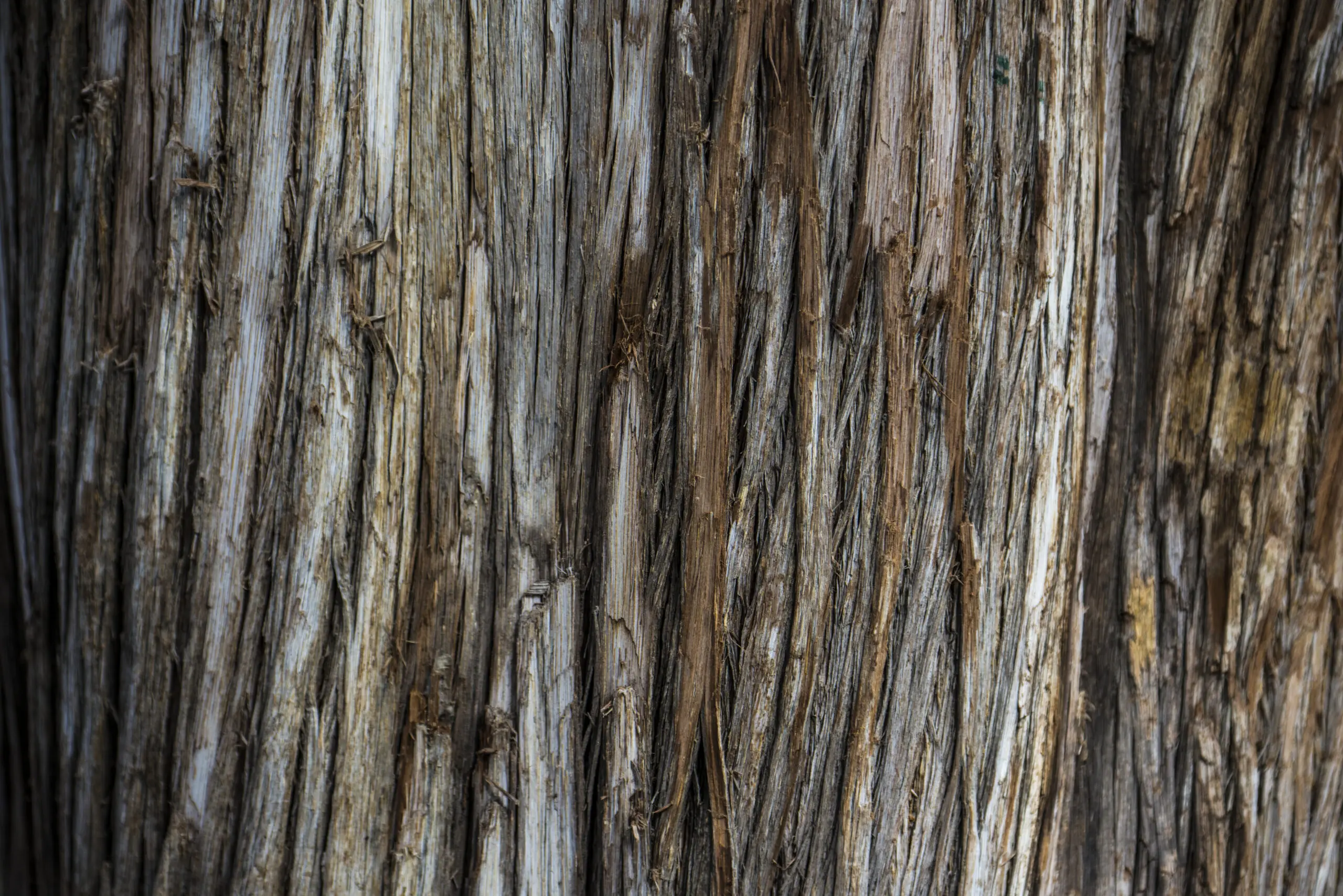 Wandbild (2065) World of wood präsentiert: 