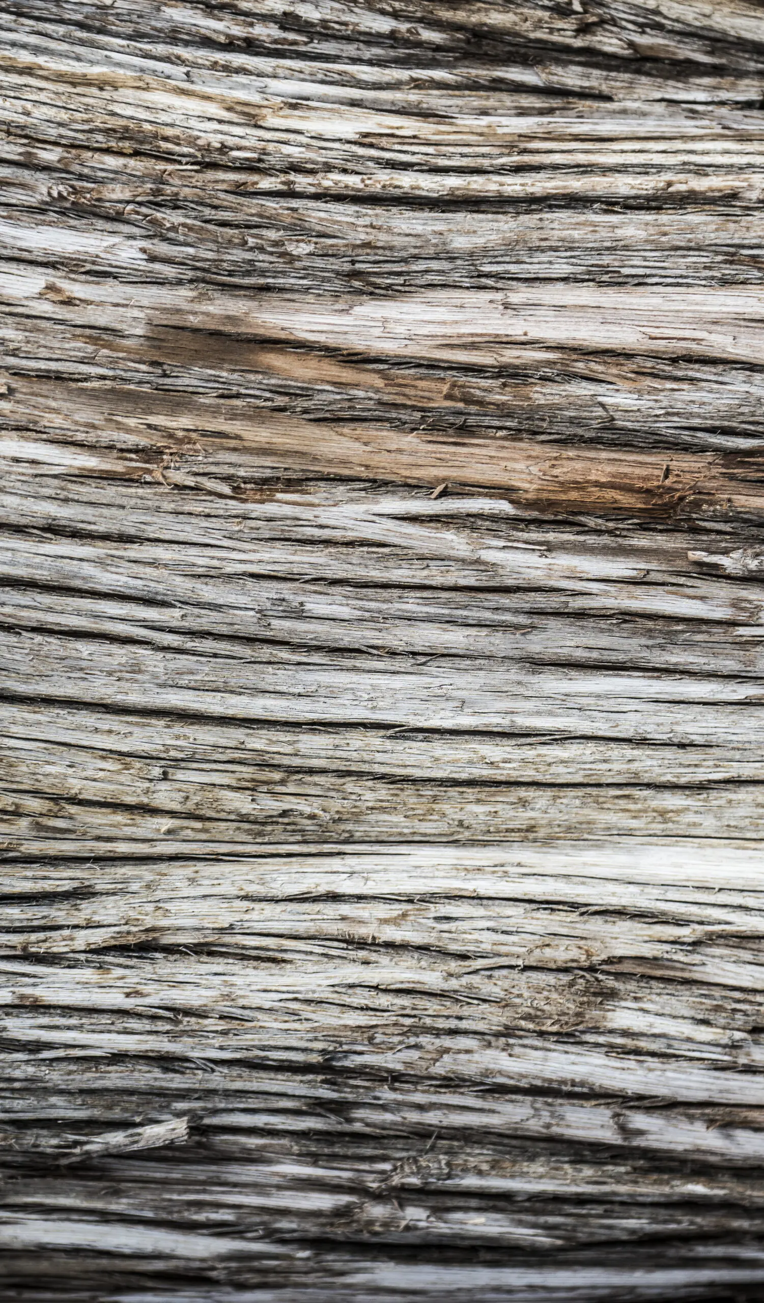 Wandbild (2064) World of Wood 2 präsentiert: 