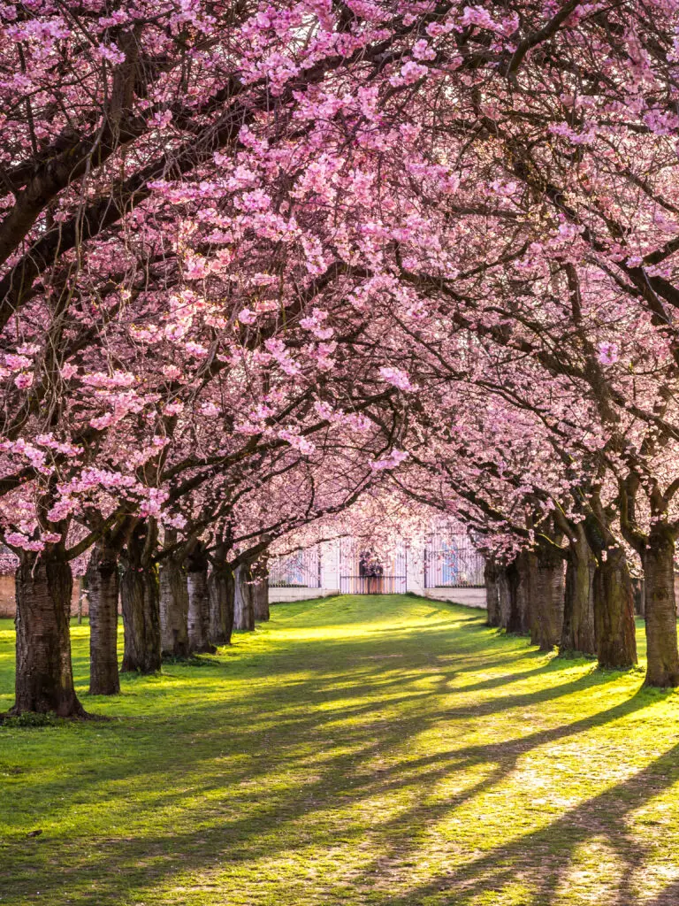 Kirschblüte in Schwetzingen