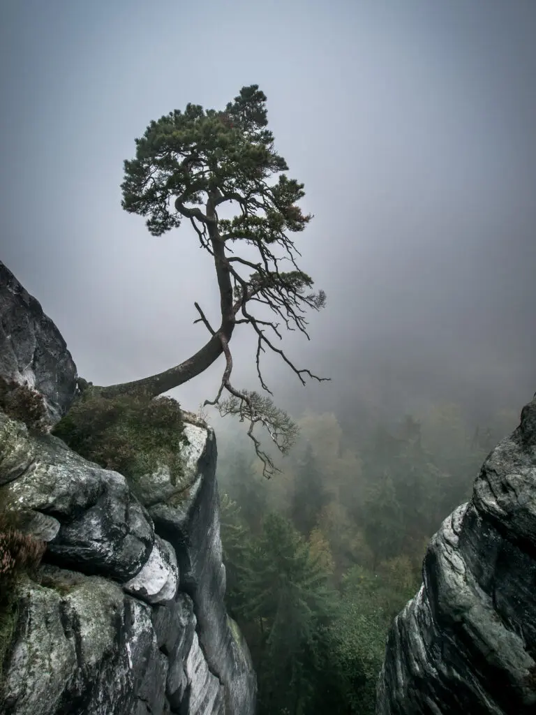  (2206) Gegen alle Widerstände präsentiert: Bäume, Natur