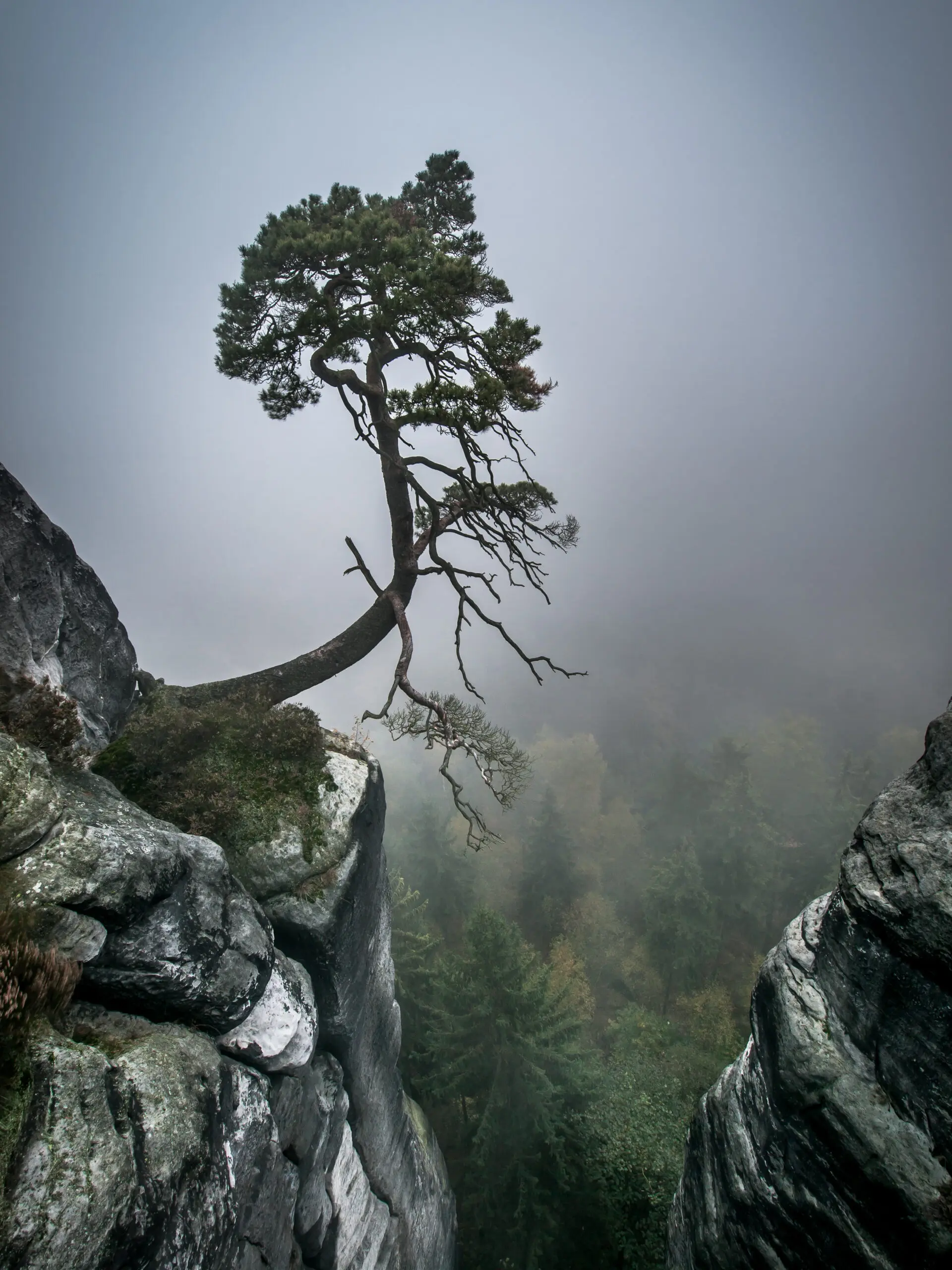 Wandbild (2206) Gegen alle Widerstände präsentiert: Natur,Bäume
