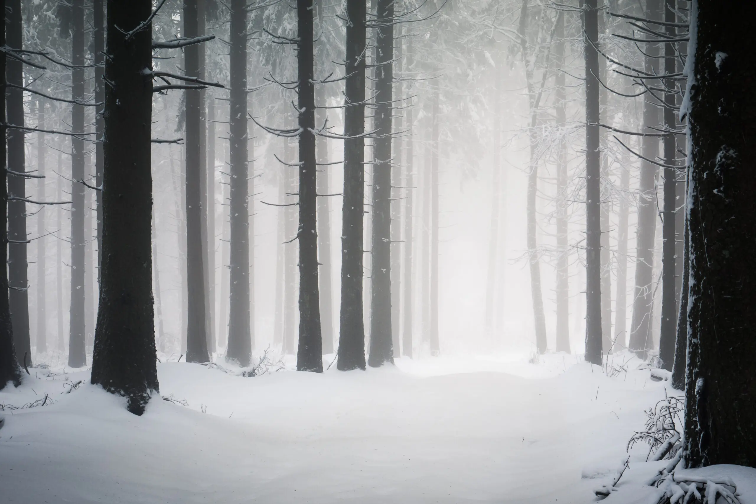 Verschneiter Wald im Nebel