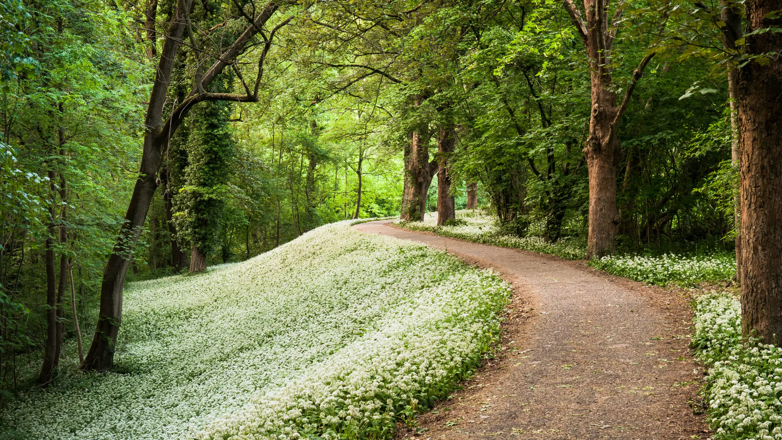 Wandbild (2139) Frühlingsteppich aus Bärlauch im wald präsentiert: Natur,Landschaften,Parkanlagen und Gärten,Frühling