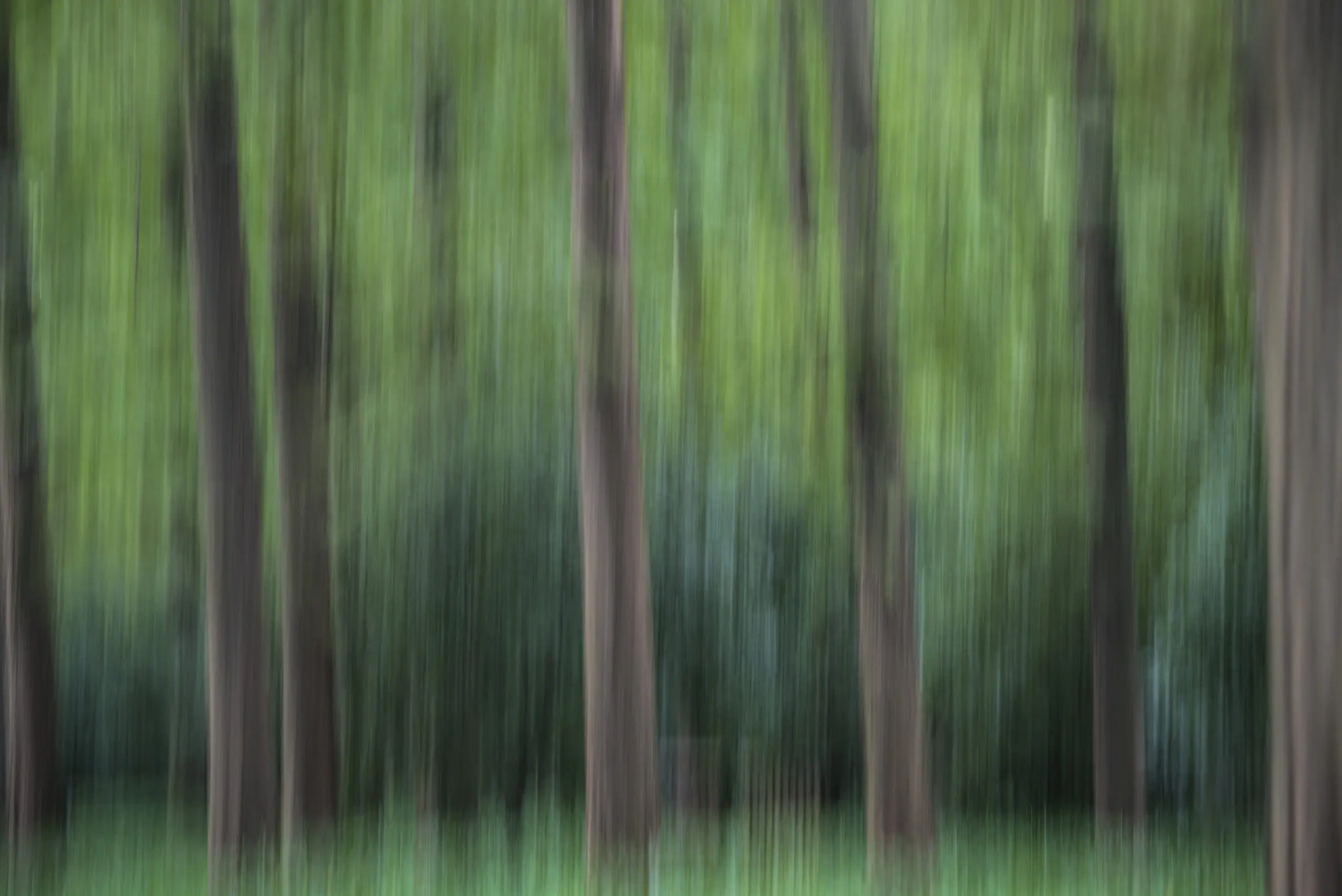 Wandbild (2218) Geisterwald präsentiert: Kreatives,Abstrakt,Natur,Landschaften