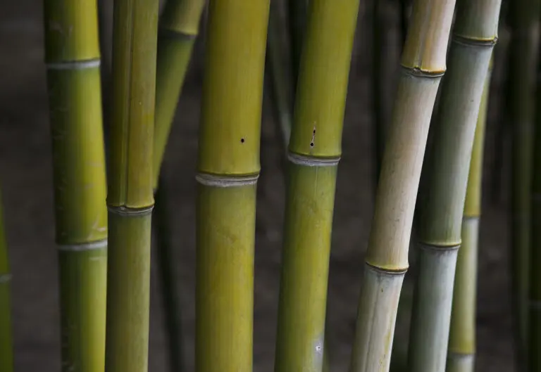  (2219) Bamboo Forest präsentiert: Makro, Natur, Sonstige Pflanzen