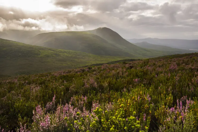  (2334) Fynbos in Walkerbay präsentiert: Afrika, Landschaften