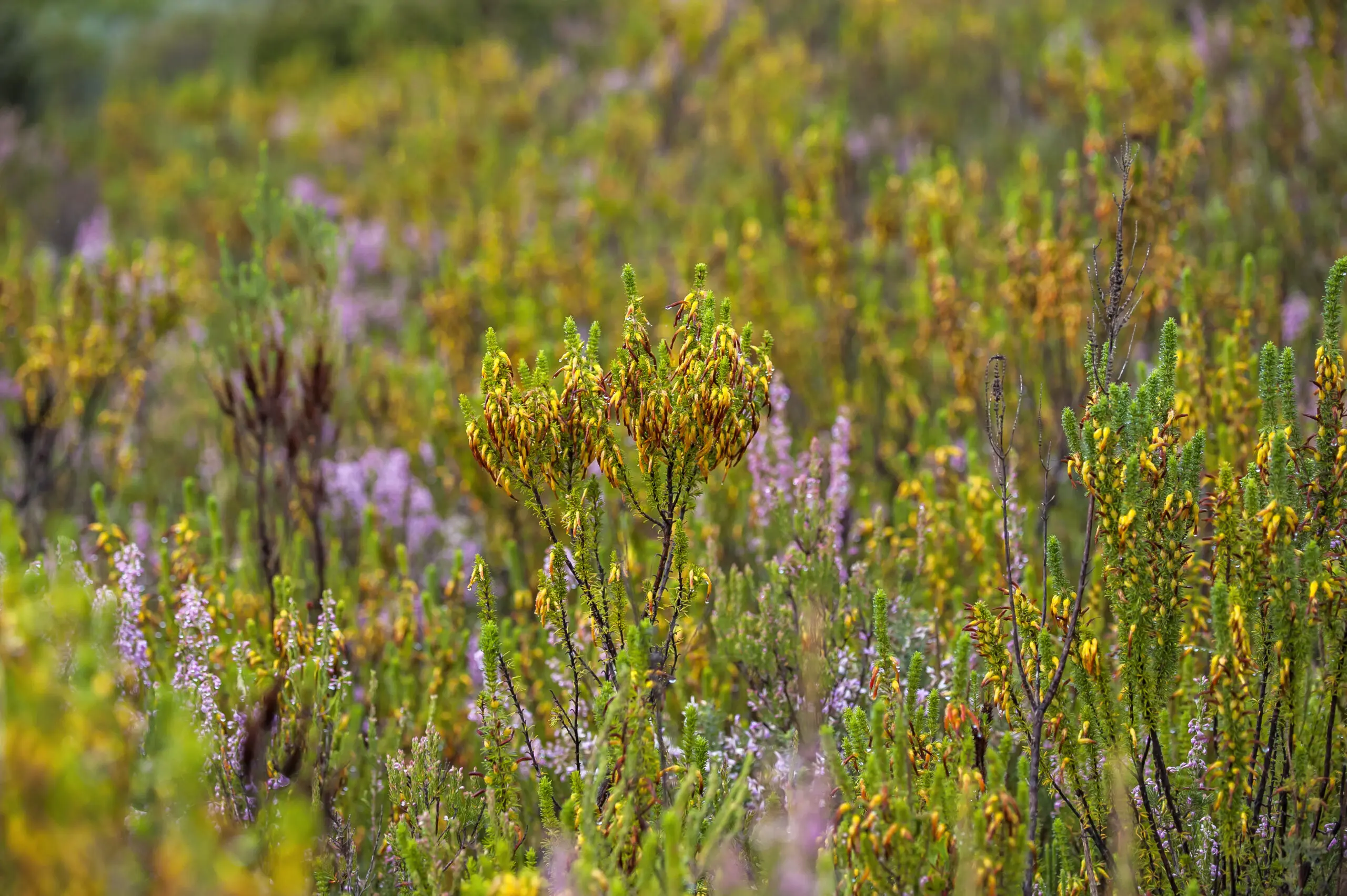 Wandbild (2332) Colorful Fynbos präsentiert: Details und Strukturen,Natur,Landschaften,Afrika