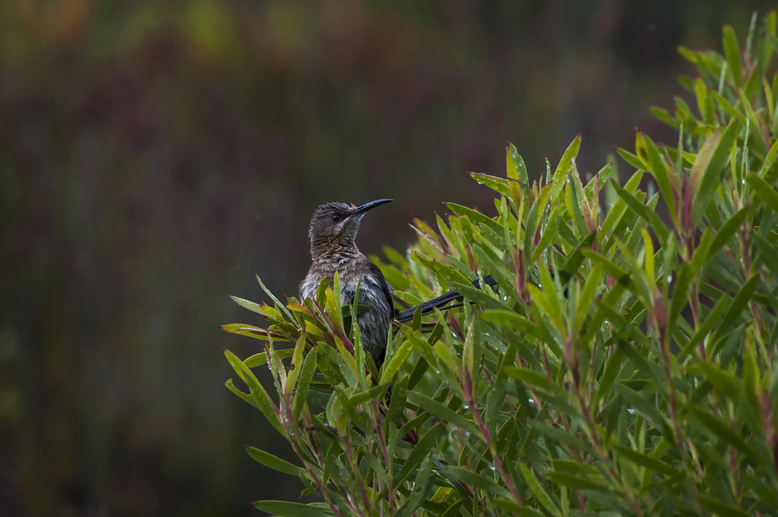 Wandbild (2331) Sunbird 2 präsentiert: Tiere,Natur,Landschaften,Afrika