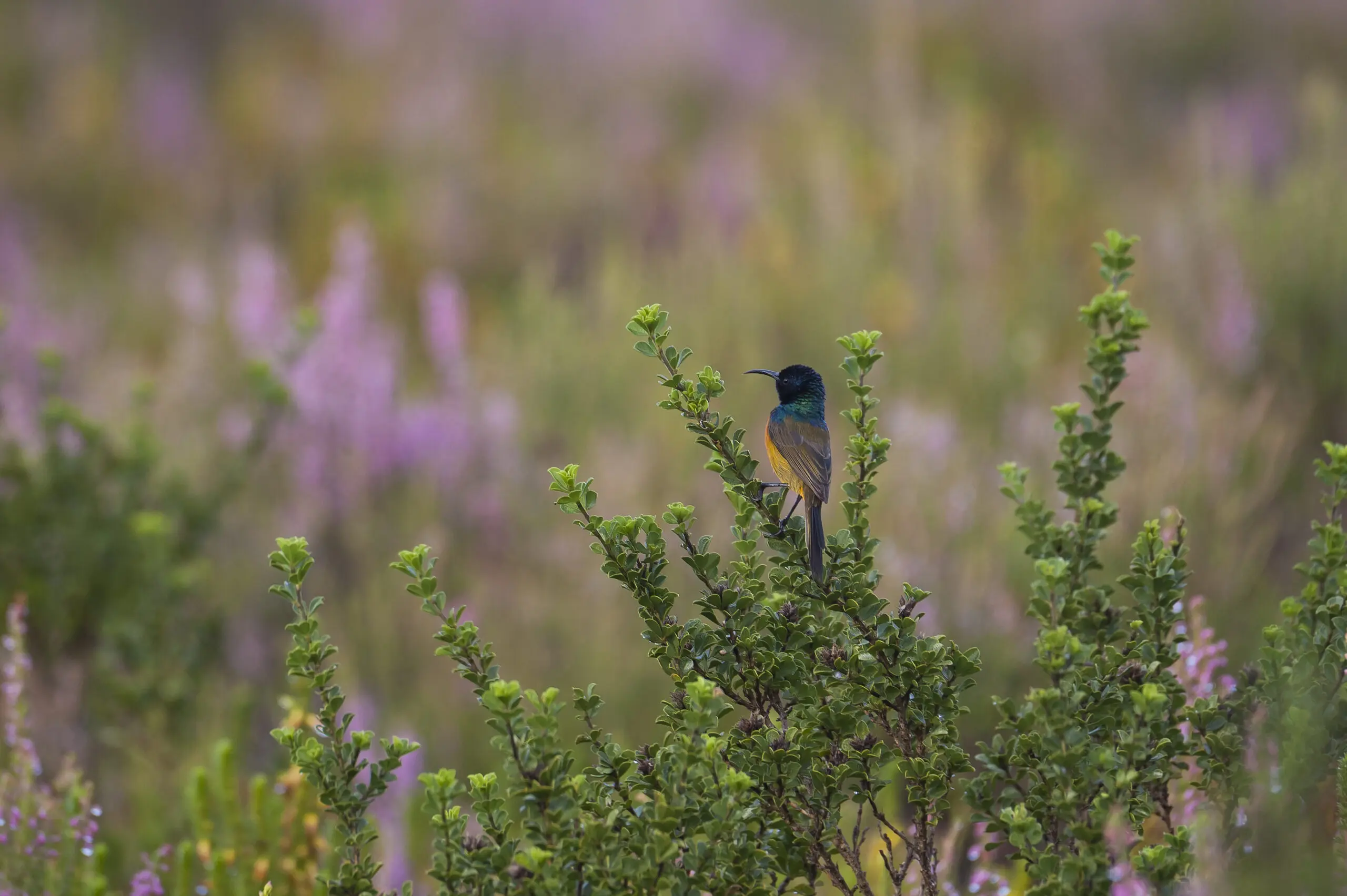 Wandbild (2330) Sunbird präsentiert: Natur,Blumen und Blüten