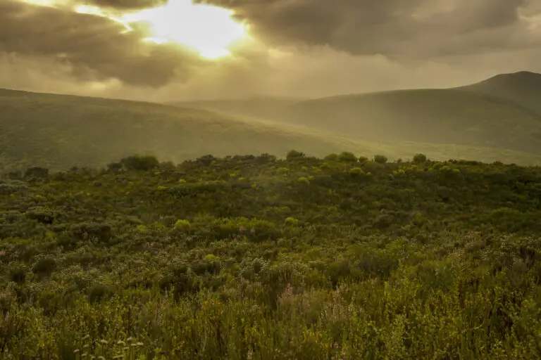  (2335) Sunny Fynbos Hills präsentiert: Afrika, Berge, Landschaften, Natur, Sonstige Pflanzen