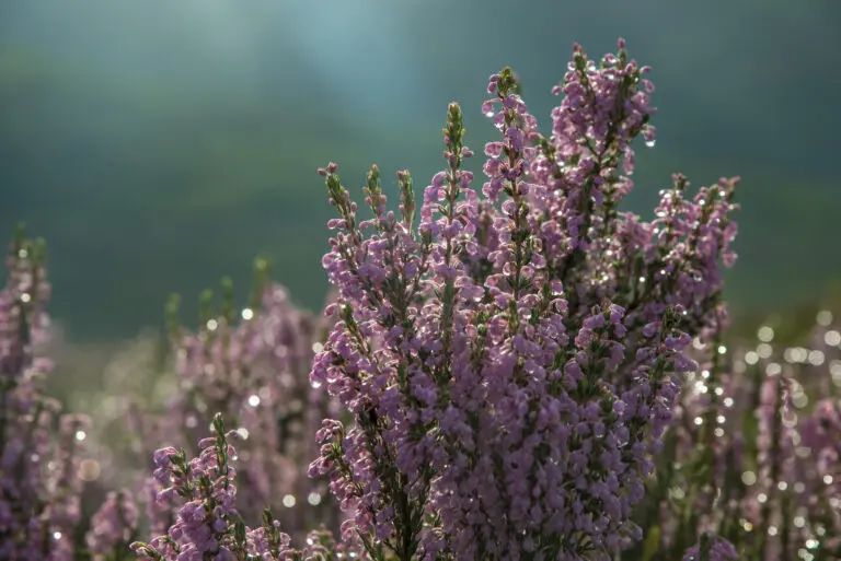  (2342) Ericae präsentiert: Blumen und Blüten, Natur