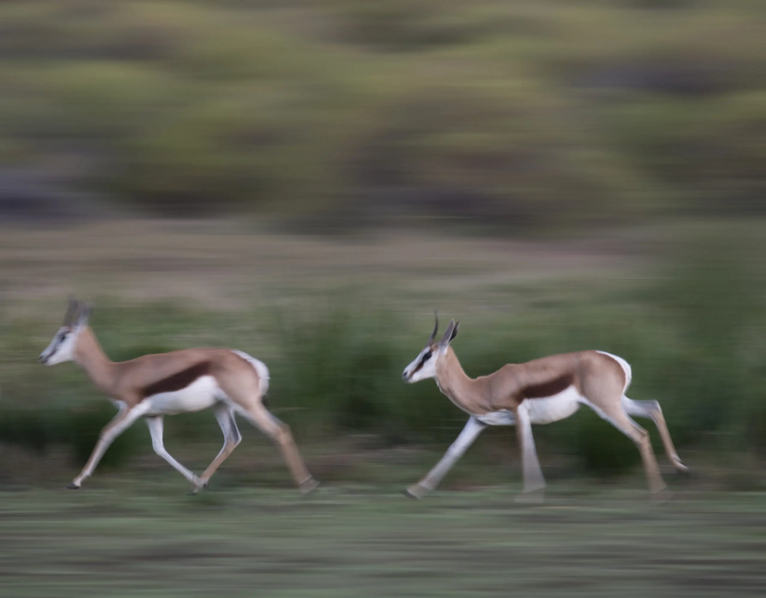 Wandbild (2344) Running 2 präsentiert: Tiere,Sonstige Tiere,Wildtiere,Aus Afrika