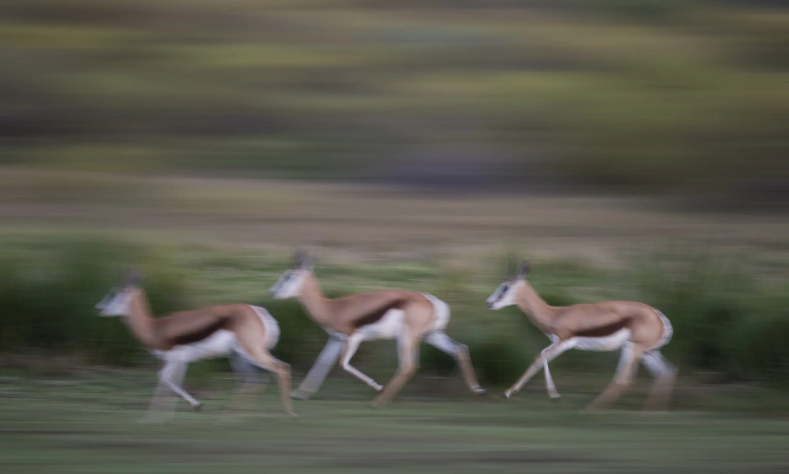 Wandbild (2345) Running 3 präsentiert: Tiere,Sonstige Tiere,Wildtiere,Aus Afrika