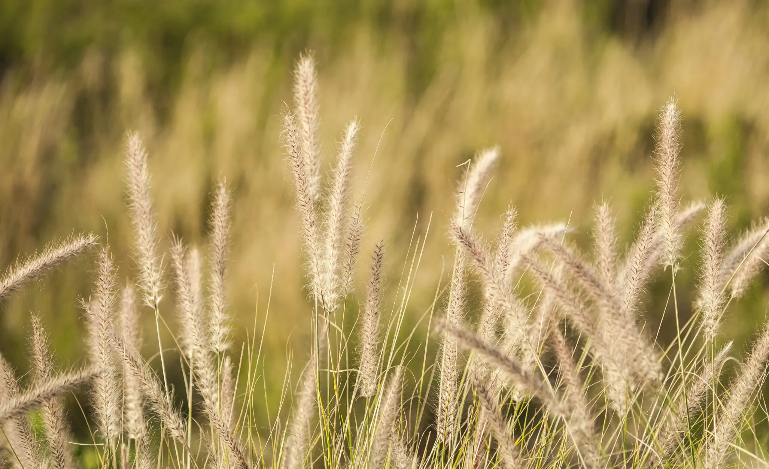 Wandbild (2834) African Grasss präsentiert: Natur,Gr&auml;ser