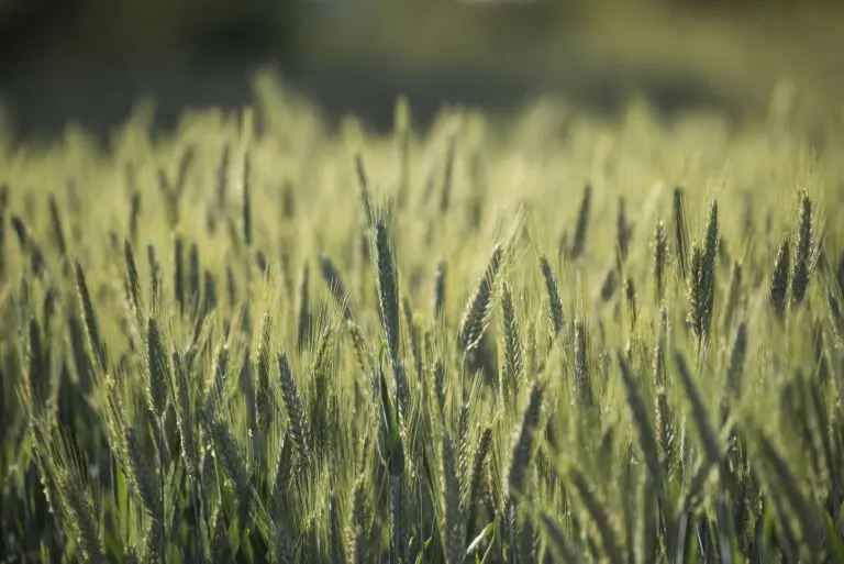  (2583) Field präsentiert: Gräser, Natur, Sonstige Pflanzen
