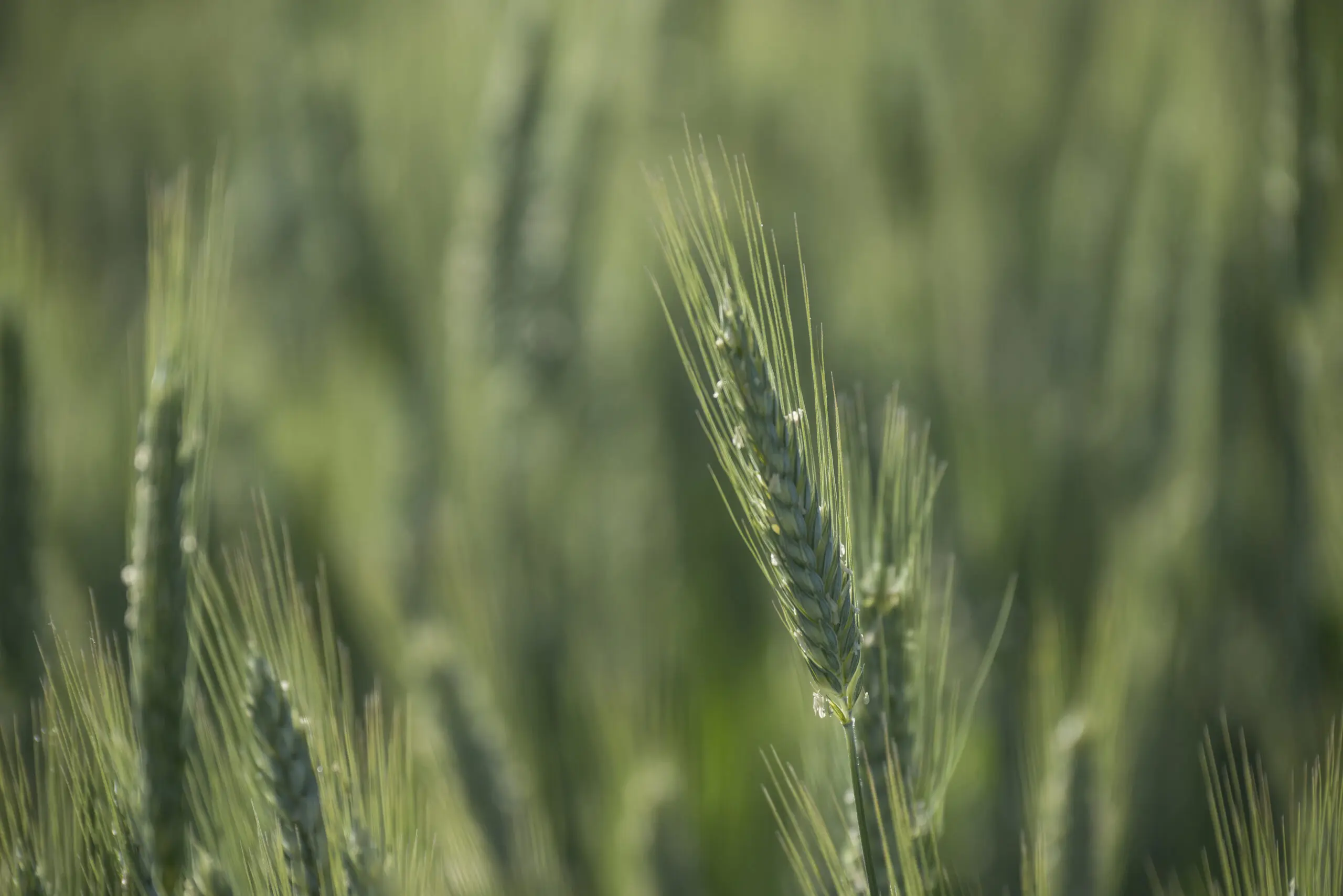 Wandbild (2578) Grüne Ähre präsentiert: Natur,Gräser