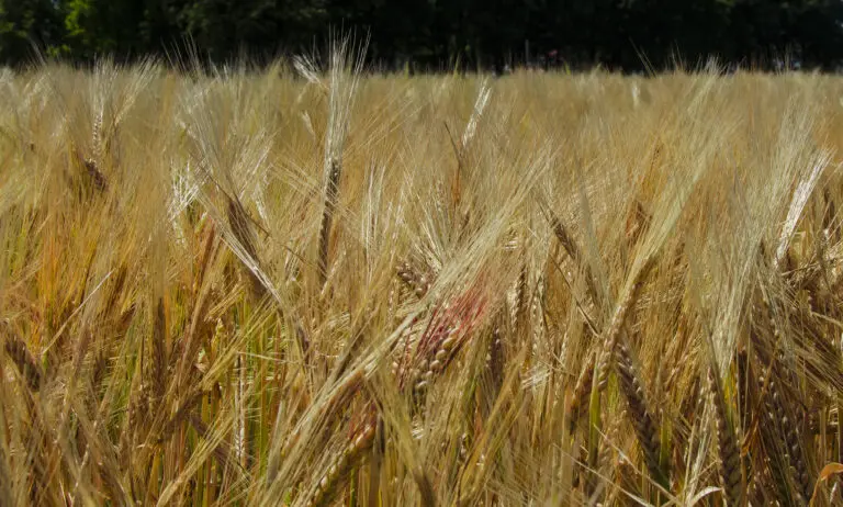  (2442) Aehren präsentiert: Details und Strukturen, Gräser, Landschaften, Natur, Pflanzen, Sommer, Sonstige Naturdetails