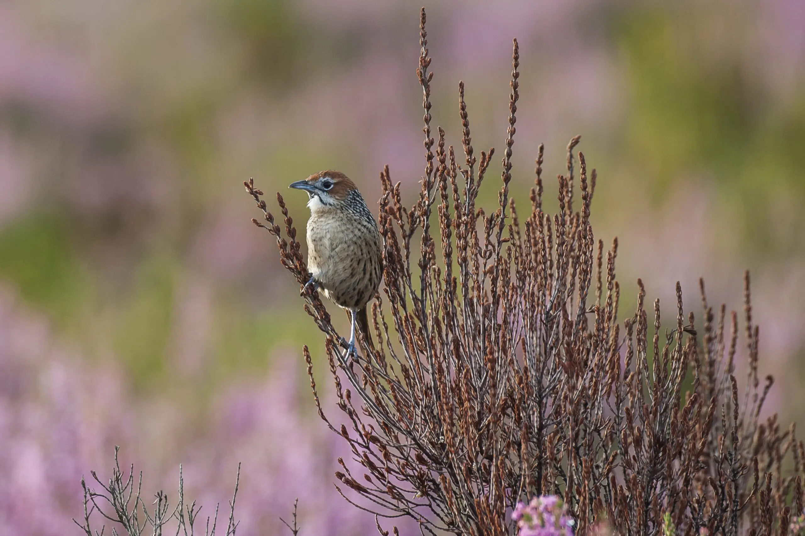 Wandbild (2346) Lonely Bird präsentiert: Tiere,Aus Afrika