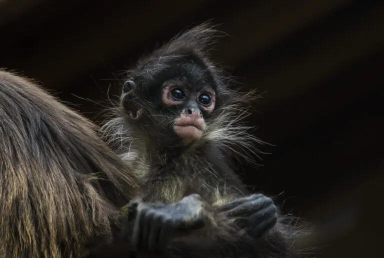 Punky Monkey