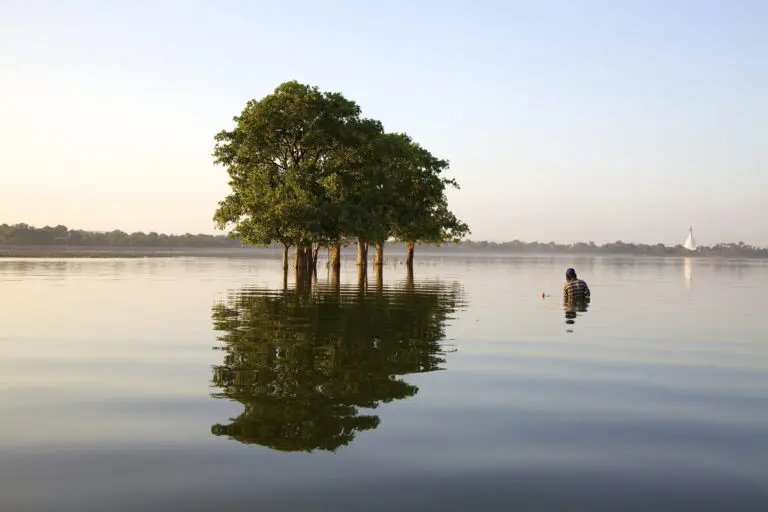 Forrest of Water