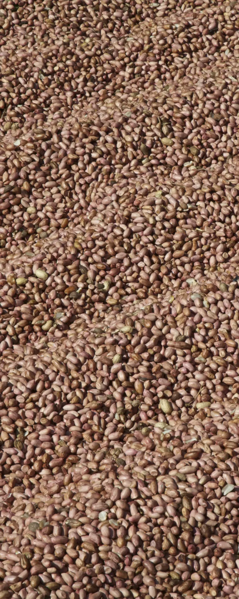 Coffeebeans