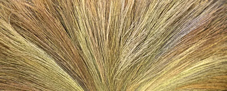 Golden Hay